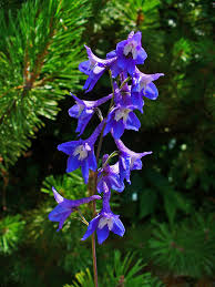 Delphinium Elatum Wikipedia La Enciclopedia Libre