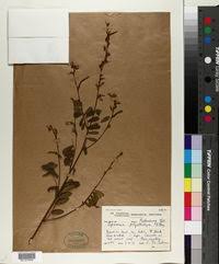 Image result for Tephrosia polystachya