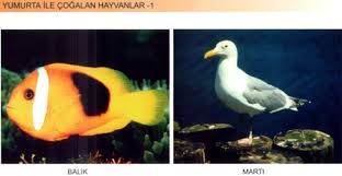 Kartal Nasil Cogalir