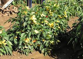 Know of another beautiful garden in the state? Southern Gardening Fall Winter Gardens Offer Fresh Produce Susan Collins Smith Gulflive Com