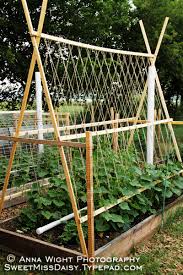 For raspberries, they'll climb on anything but since the plants are long lived perennials corn is the best trellis for summer beans, and for peas since there's nothing tall/sturdy enough that i'm aware of that grows in the same season as. Ideas For Melon Trellis Theeasygarden Easy Fun Fulfilling Gardening