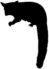 Sugar Glider Silhouette Free Vector Silhouettes Creazilla