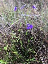 Image result for Mimulus gracilis