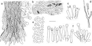 Самые новые твиты от bispora (@bisporaofficial): Mycoaciella Bispora Stalpers J Erikss Ryvarden A Vertical Download Scientific Diagram