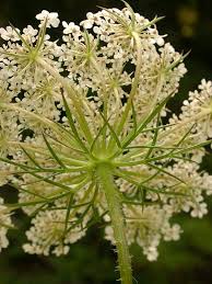 Image result for Daucus carota