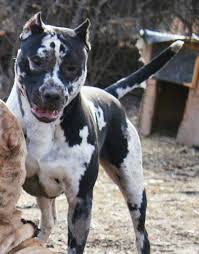 Merle Pitbull Bully Breeds Dogs Pitbull Terrier Dogs