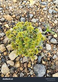 Image result for Cyperus squarrosus