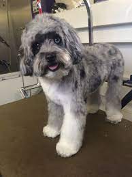 Mini Aussiedoodle Grooming Aussiedoodle Poodle Mix Puppies Wild Animals Attack
