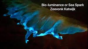 Открыть страницу «zeevonk» на facebook. Bio Luminance Or Sea Spark Zeevonk Katwijk Youtube