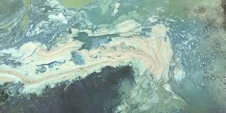 Image result for Raphidiocystis