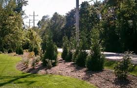 Privacy Landscaping Privacy Landscaping Landscape Lawn And Garden