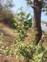 Image result for Gymnosporia glaucophylla