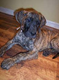 Great Dane Patient And Friendly Brindle Great Dane Great Dane Dogs Dane Dog