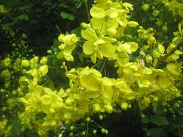 Image result for Cassia afrofistula
