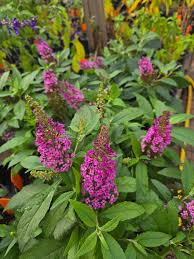 Image result for buddleia davidii