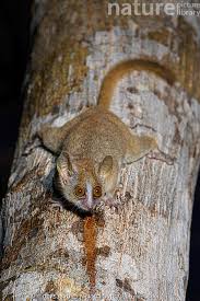 Image result for Pycreus muricatus