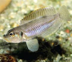 Image result for Agelanthus tanganyikae