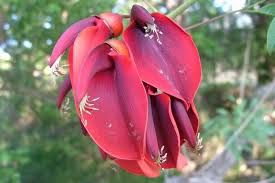 Image result for Erythrina crista-galli