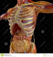 Human Body X Ray View Of The Respiratory Apparatus And