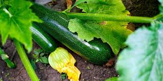 By lou paun master gardener. How To Grow Zucchini 3 Tips To Grow The Best Zucchini Backyard Eden