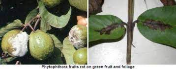 Maybe you would like to learn more about one of these? Guava Diseases And Symptoms Vikaspedia