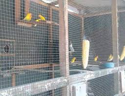 Maybe you would like to learn more about one of these? Cara Mudah Ternak Lovebird Agar Cepat Bertelur Untuk Pemula