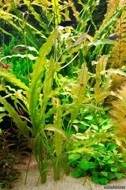 Image result for Aponogeton