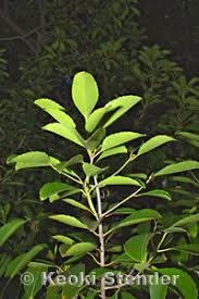 Image result for Elaeodendron orientale