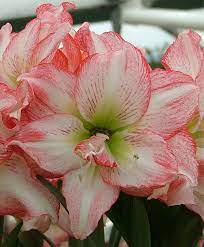 Amaryllis Double Record Amaryllis Flowers Bulb Flowers Bulbous Plants