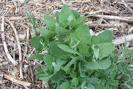 We did not find results for: Wild Food Girl We Are Getting Toward The End Of Orache Facebook