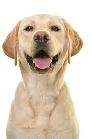 Portrait Of A Blond Labrador Retriever Dog Looking At The Camera With A Big Happy Smile Isol In 2020 Golden Retriever Labrador Retriever Puppies Labrador Retriever Dog