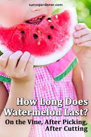 Store large cut pieces of watermelon in your fridge. How Long Does Watermelon Last On The Vine After Picking After Cutting