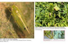 Image result for Coccinia adoensis