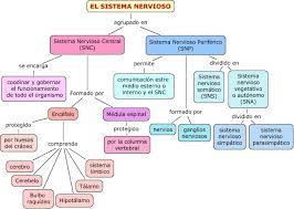 Savesave esquema del sistema nervioso for later. Cuadro Sinoptico Del Sistema Nervioso Cuadrosinoptico Com Mx