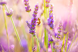 Tubular flowers make them popular not only with bees but also with butterflies and hummingbirds. 10 Gorgeous Pollinator Friendly Flowers For Your Garden