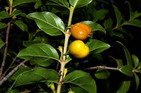 Image result for Bullockia setiflora