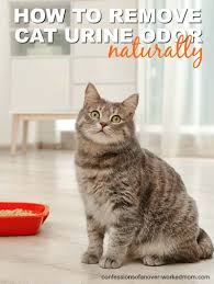 Until the cat urine odor is addressed, it will announce itself every time you enter the house. Removing Cat Odors From The House Quickly And Naturally
