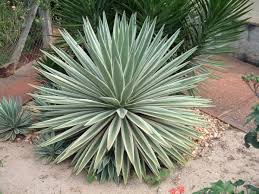 Image result for Antizoma angustifolia