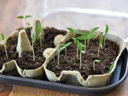 Bagi panas pagi sahaja letak bawah bumbung atau greenhouse. Cara Tanam Pokok Cili Padi Dalam Pasu Polybag Atas Tanah