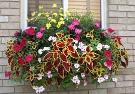 Pamela Crawford Contest Photo Winners Kinsman Company Window Box Flowers Window Planter Boxes Container Flowers
