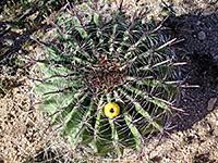 Cacti are perfect for those who have minimal time to dedicate to their plants. Cacti Of Arizona
