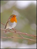 Petit oiseau à la bavette rouge - Oiseau Rouge Gorge Familier