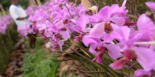 Nah itulah kumpulan 30+ gambar bunga anggrek atau orchid images, baik berupa foto bunga anggrek, wallpaper bunga anggrek keren serta gambar sketsa bunga anggrek. 12 Jenis Anggrek Paling Cantik Ada Yang Pakai Nama Tien Soeharto Dan Iriana Jokowi Merdeka Com