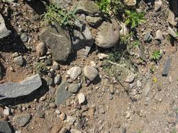 Image result for Cleome angustifolia