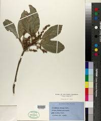 Image result for Glenniea africana