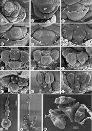 Image result for Fuirena ciliaris