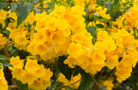 Of a bright yellow flower, alyssum. Yellow Elder Trumpetbush Scientific Name Tecoma Stans Beautiful Yellow Flowers Bloom On A Tree In The Garden On A Natural Background Stock Photo Picture And Royalty Free Image Image 106148485
