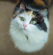 Strong, elegant body best suited for: Domestic Mediumhair Kittens For Sale Adoptapet Com