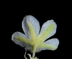 Image result for Psammotropha myriantha