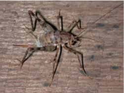 The hilses our story carmel valley pest control is family owned and operated and has been serving the greater san diego ca area since 1998. Management Of Pest Insects In And Around The Home Uga Cooperative Extension